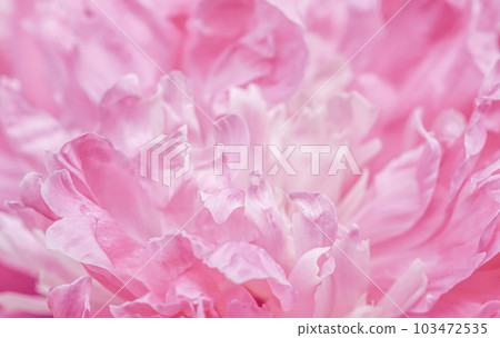 White pink peony petals. Soft focus. Abstract floral background for holiday brand design White pink peony petals. Soft focus. Abstract floral background for holiday brand design 103472535