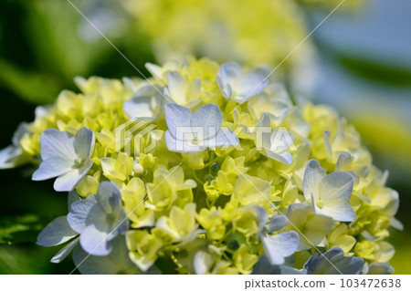 Hydrangea Hydrangea 103472638