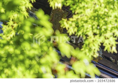 狸谷山不動院正殿，從綠葉中看到的匾額（京都市左京區一乘寺） 103472886