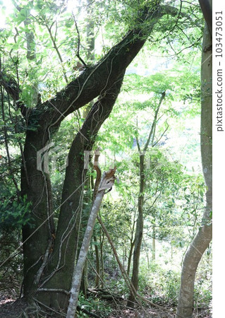 深綠色的森林 103473051