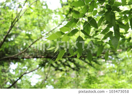 deep green forest 103473058