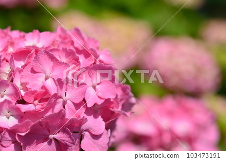 Hydrangea Hydrangea 103473191