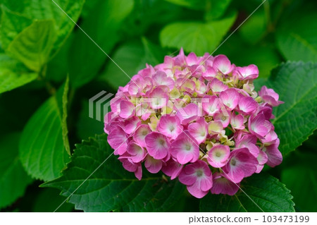 繡球 103473199