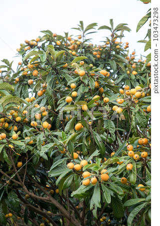 loquat loquat 103473298