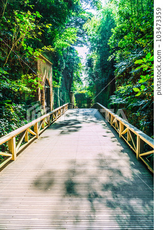綠色森林上的橋樑 103473359