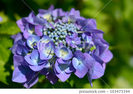 Hydrangea 103473394