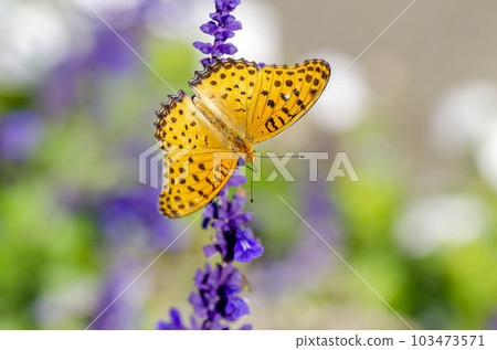 Zuma giuna Zuma giuna 103473571