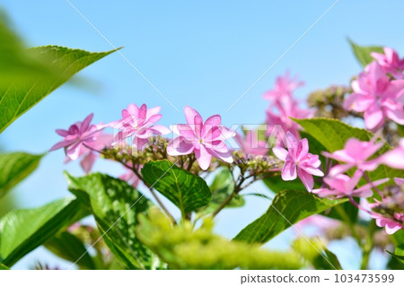 Hydrangea (dance party) 103473599