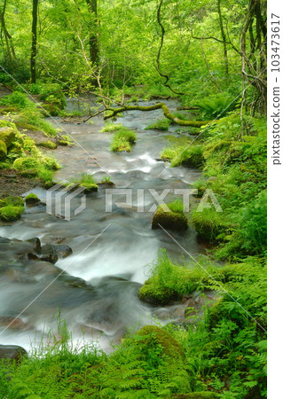 beautiful water stream beautiful water stream 103473617