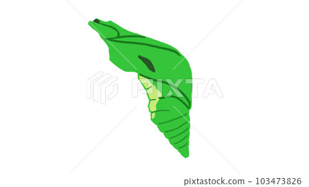鳳蝶蛹 鳳蝶蛹 103473826