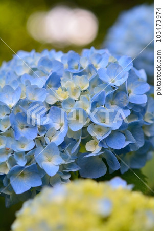 Hydrangea 103473974