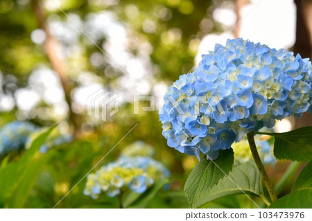 Hydrangea 103473976