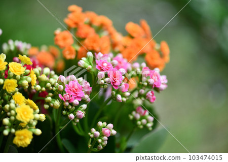 景天科多年生植物,長壽花 景天科多年生植物,長壽花 103474015
