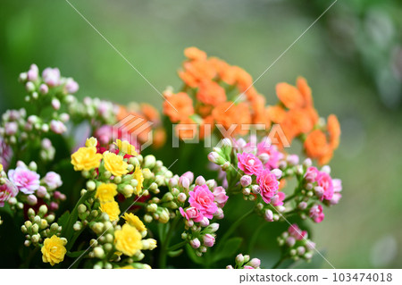Crassulaceae perennial, Kalanchoe flower 103474018