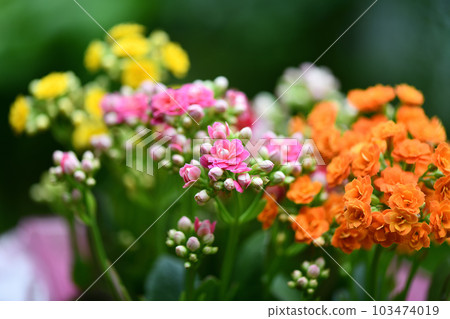 Crassulaceae perennial, Kalanchoe flower 103474019