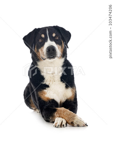 adult Appenzeller Sennenhund 103474206