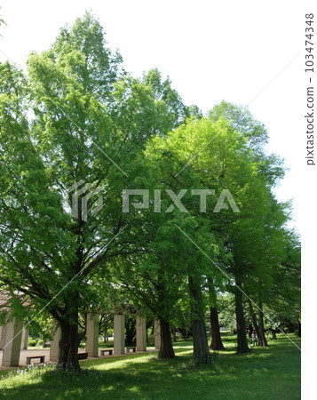 Wako Jurin Park in early summer 103474348