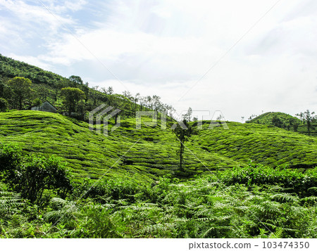 Tea gardens 103474350