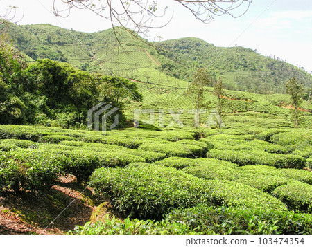Tea gardens 103474354
