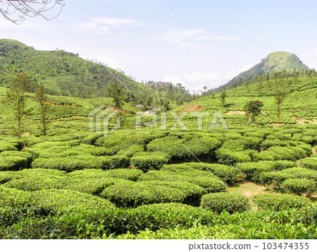 Tea gardens 103474355