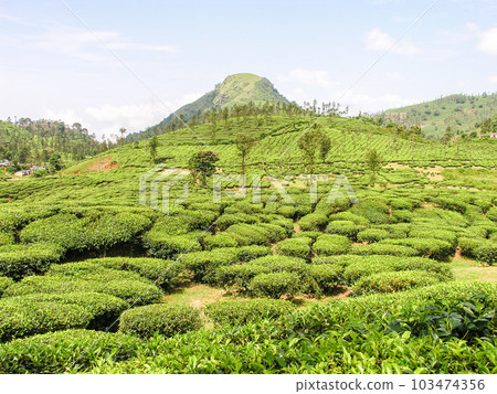 Tea gardens 103474356