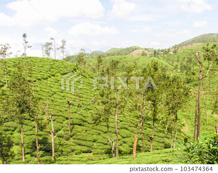 Tea gardens Tea gardens 103474364