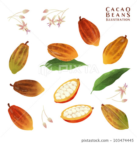 Watercolor illustration set of cocoa beans, flowers and leaves Watercolor illustration set of cocoa beans, flowers and leaves 103474445