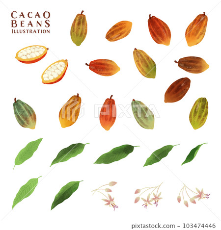 Watercolor illustration set of various cocoa beans, flowers and leaves 103474446