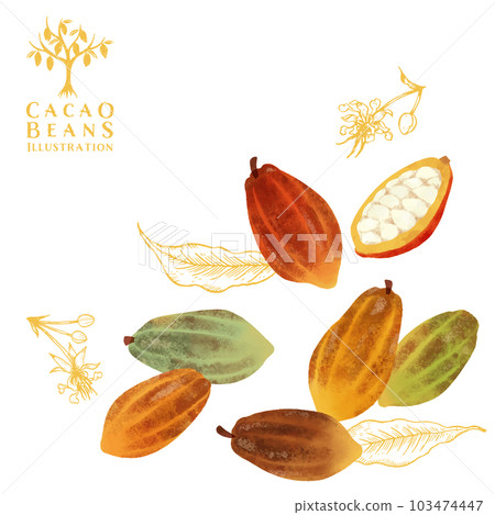 Watercolor and line drawing illustration of cocoa beans, flowers and leaves 103474447