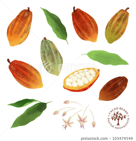 Various cocoa beans watercolor illustration set-2 103474549