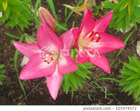 Beautiful lily flower 103474572