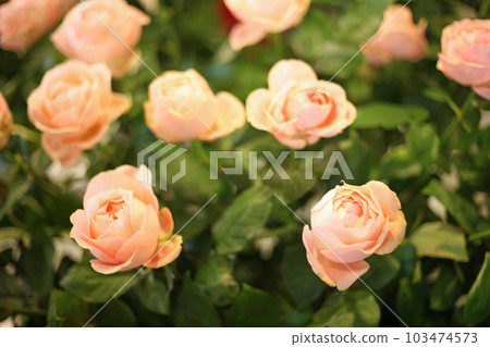 Roses of Bansuiso Roses of Bansuiso 103474573