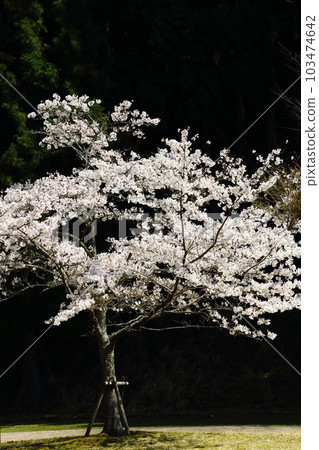 Sakura at Sasayama Forest Park 103474642