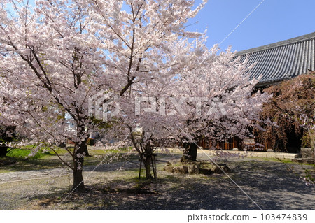 京都櫻花盛開 京都櫻花盛開 103474839