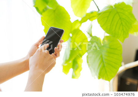 操作盆栽和手機的手部照片 103474976