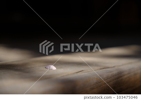 京都隱藏的櫻花景點 103475046