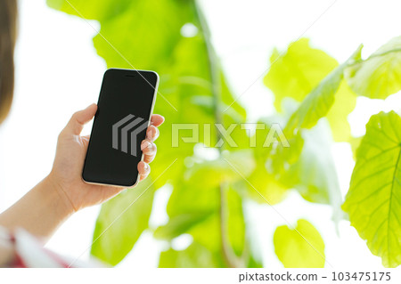 Hand photo of operating a houseplant and a mobile phone 103475175