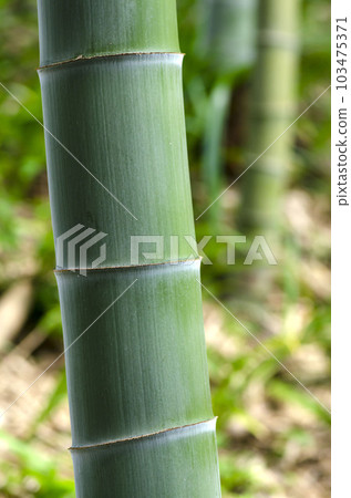 竹子 103475371