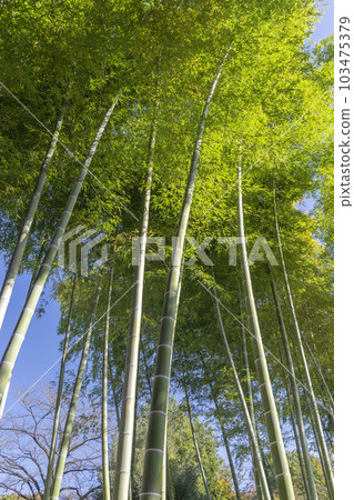 bamboo bamboo 103475379