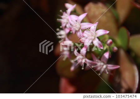 Flower of the golden tree in full bloom 103475474