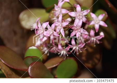 Flower of the golden tree in full bloom 103475475