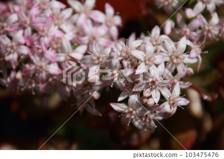 Flower of the golden tree in full bloom 103475476