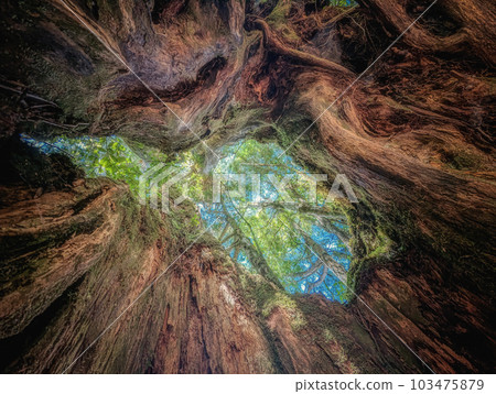 森林中的古樹 森林中的古樹 103475879