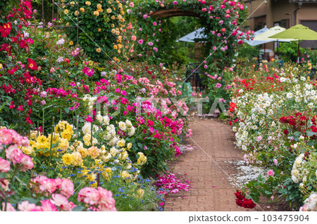 春天的玫瑰園景觀 春天的玫瑰園景觀 103475904