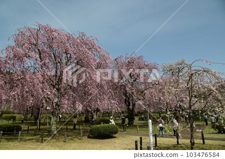 Morioka Cherry Blossoms Yonai Water Purification Plant 103476584