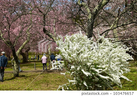 盛岡櫻花米內淨水廠 103476657