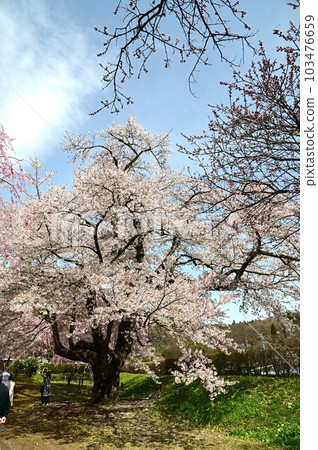 盛岡櫻花米內淨水廠 103476659