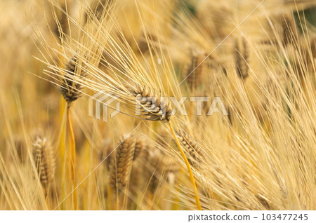 烤六棱大麥 103477245