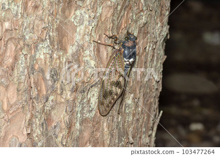 阿巴扎米 103477264