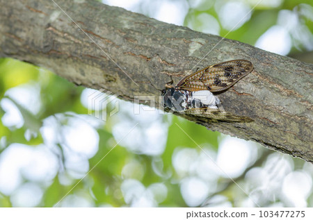 Brown cicada Brown cicada 103477275